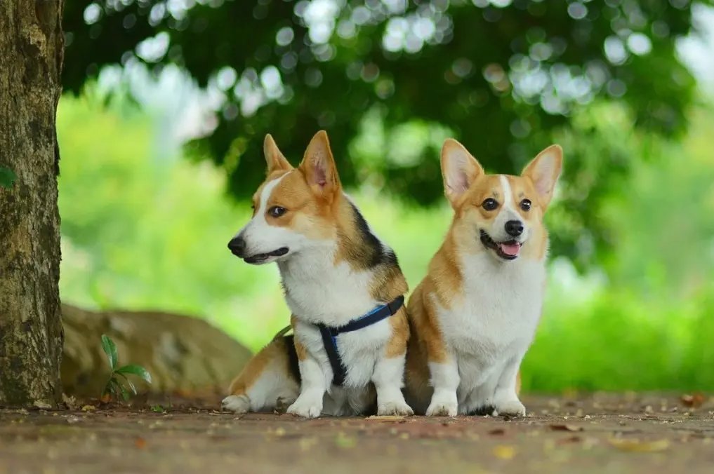 柯基犬好训练吗？这些方法可以训练狗狗