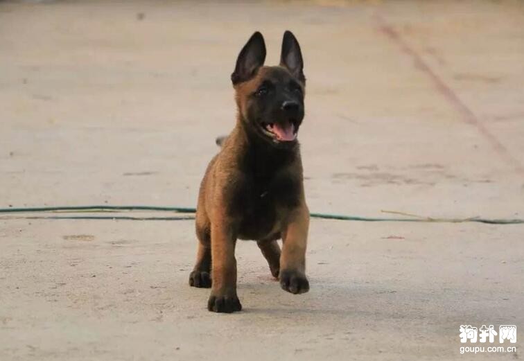 怎么饲养两个月的马犬？正确喂养幼犬的方法