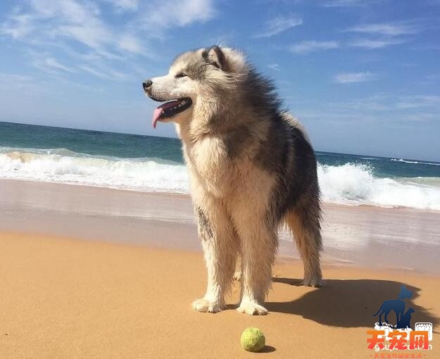 阿拉斯加雪橇犬会脱毛吗?该如何处理？