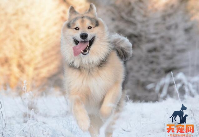 哈士奇犬鼻子干是怎么回事