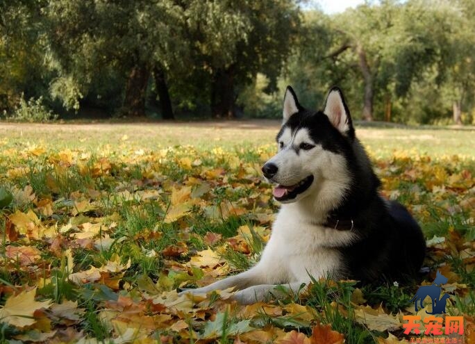 阿拉斯加幼犬什么时候打疫苗