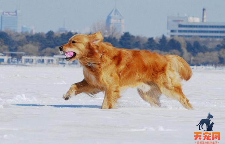 金毛犬不吃狗粮怎么办，主要有这两个原因