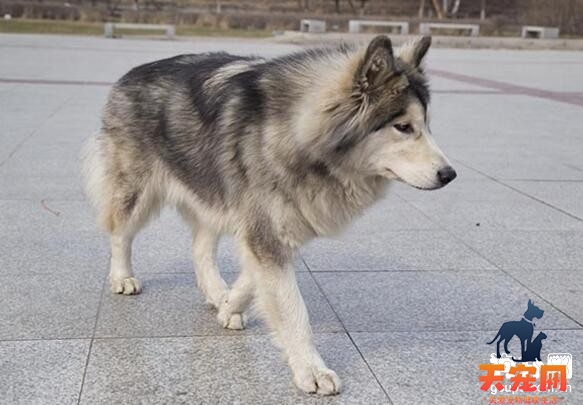 训练阿拉斯加犬的最佳年龄