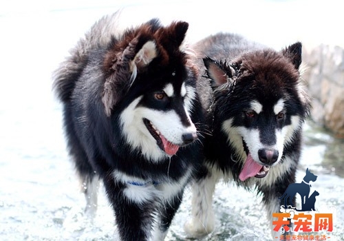 【阿拉斯加美容】阿拉斯加雪橇犬美容护理方法