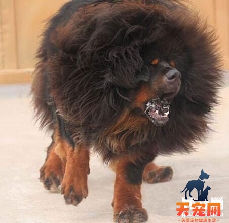 藏獒怀孕初期吃什么好？