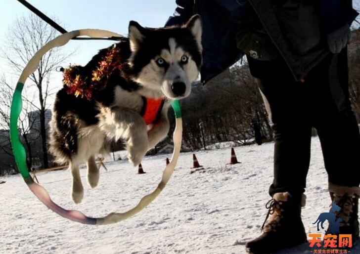 哈士奇幼犬怎么训练，这4点你必须知道