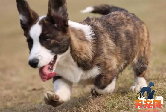 柯基犬总喜欢乱撕咬怎么办？