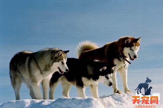 【哈士奇标准】西伯利亚雪橇犬简介