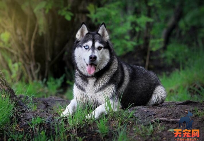 阿拉斯加犬生病怎么办