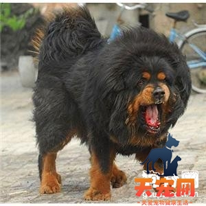 【赤古藏獒标准】赤古藏獒价格及饲养要点