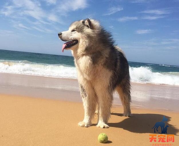 如何正确的给阿拉斯加雪橇犬洗澡？正确的洗澡步骤送给你