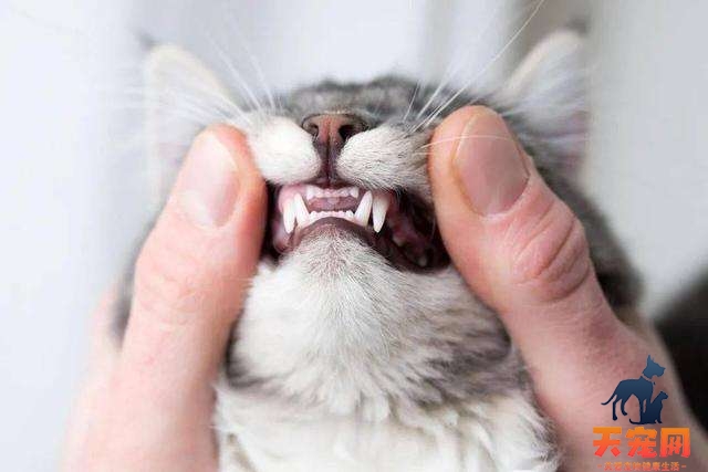 猫换牙的时间是从几个月开始
