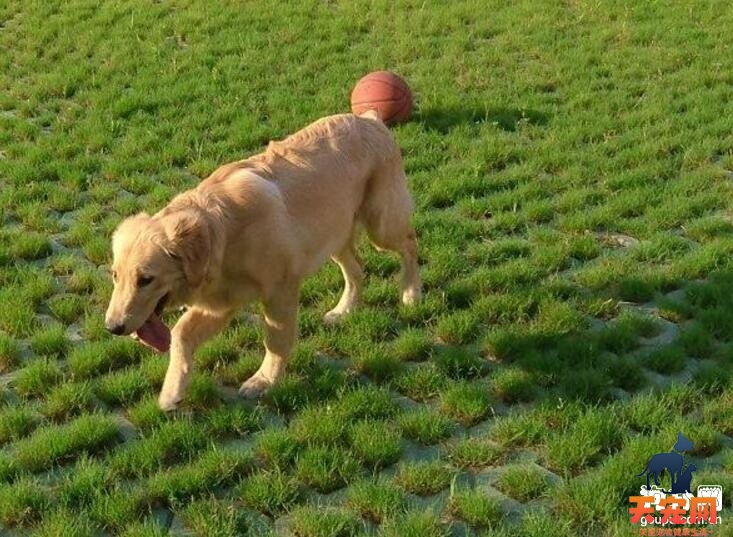 金毛犬毛发打结该怎么办?