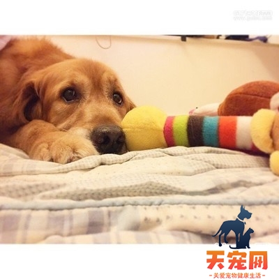 金毛犬玩抗忧郁玩具必须注意的五大事项