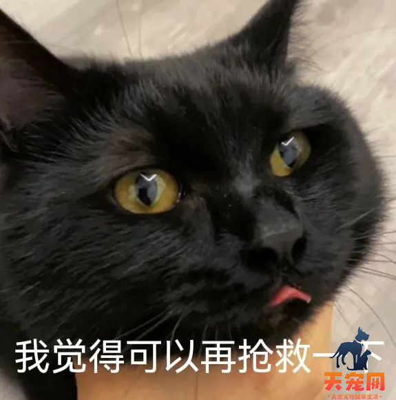 猫和蚊香，只能活一个？