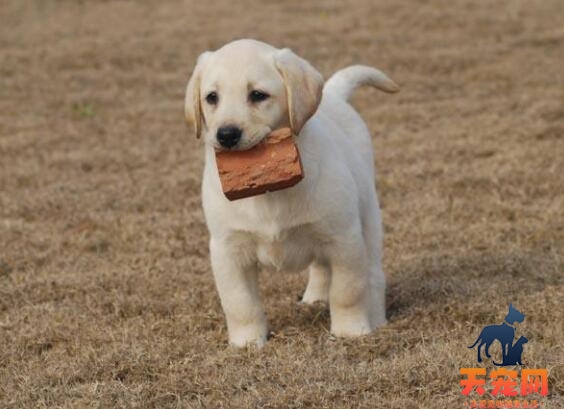 拉布拉多犬犬瘟的症状