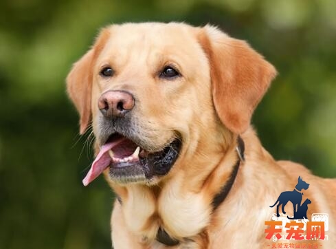 如何预防拉布拉多犬感冒