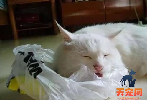 猫为什么会喜欢吃塑料袋怎么办 猫为什么爱吃塑料袋怎么办