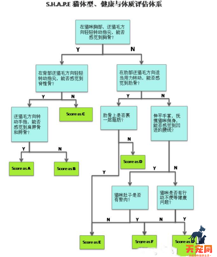 英国短毛猫可以长多重 肥胖的猫咪可是不好的哦！