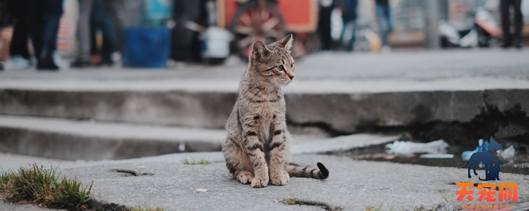 被野猫抓伤会怎么样 会不会得狂犬病?