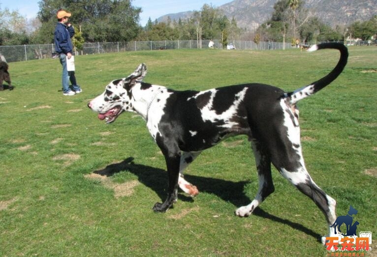 大丹犬的性格特点