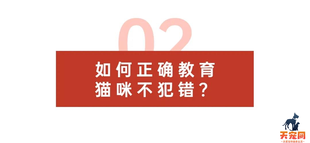 猫咪咬人、乱尿、抓沙发...如何彻底纠正猫咪不良行为？