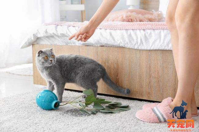 怎样防止猫抓花盆土 那就看你平时有没有进行训练