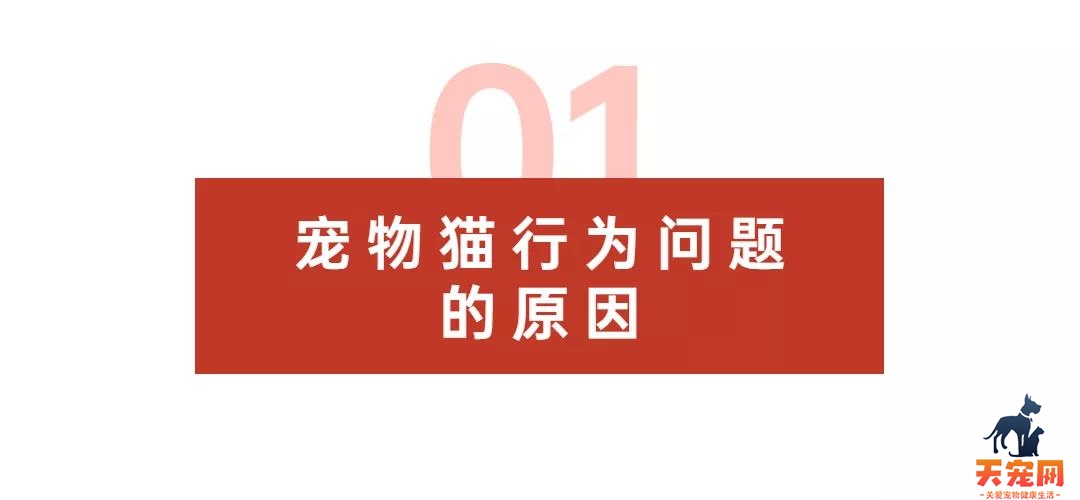 猫咪咬人、乱尿、抓沙发...如何彻底纠正猫咪不良行为？