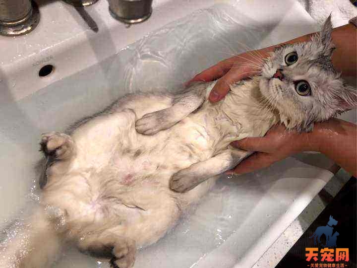 两个月的猫咪可以洗澡不