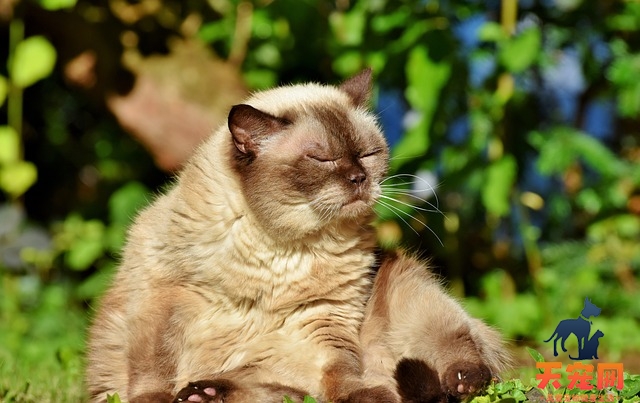 怎么让挑食的猫吃猫粮