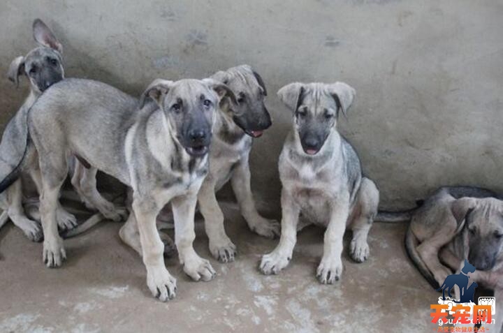 狼青犬怎么养？狼青幼犬的喂养技巧