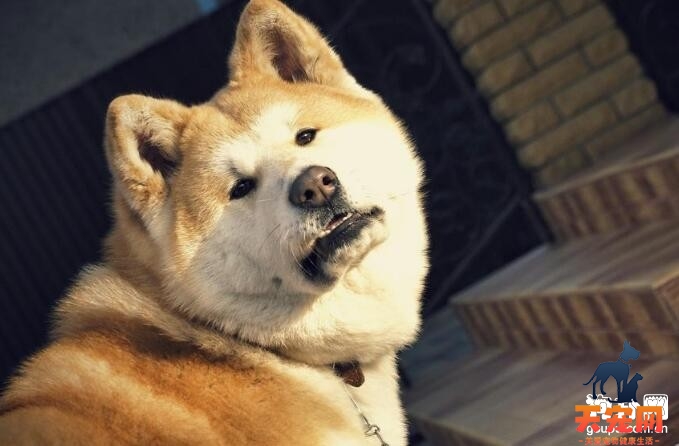 狗粮和食物混一起给可以秋田犬吃吗