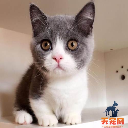 波波茶是什么品种的猫 这种猫可是猫中精灵哦！