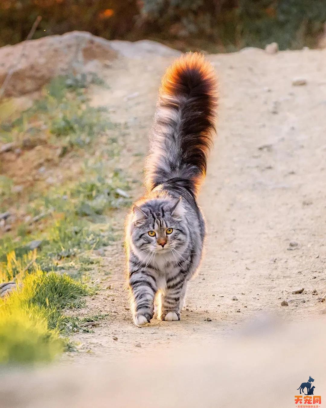 西伯利亚森林猫图片 简直是行走的鸡毛掸子