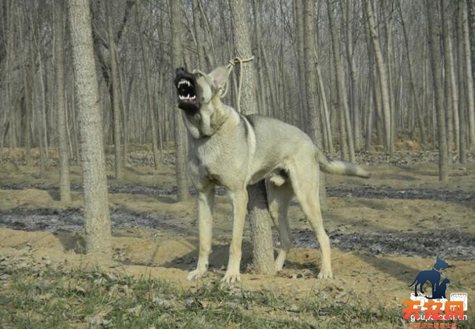 训练狼青犬养成良好饮食习惯的技巧