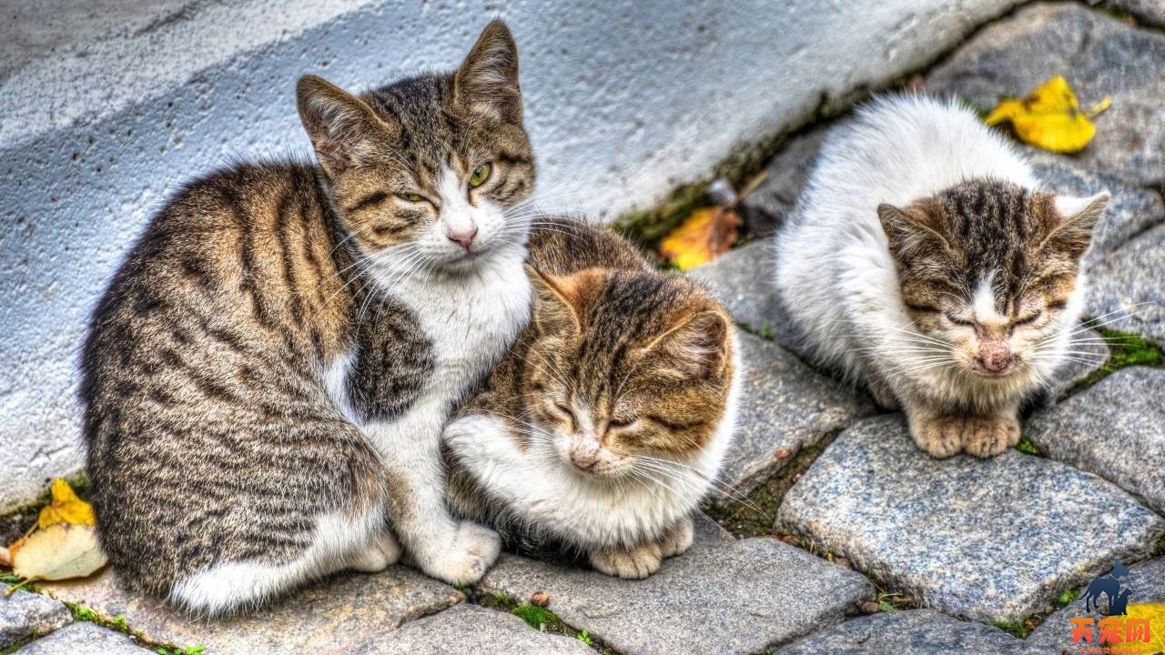 流浪猫为什么不怕猫瘟 体质或免疫力较强