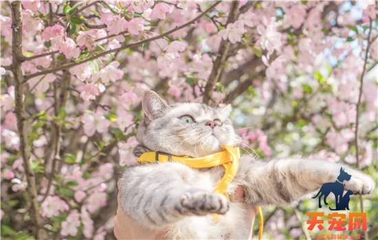 杯子被猫喝过水怎么办 无需太过担心哦！杯子被猫喝过水怎么办