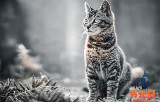 ​如何让流浪猫不害怕自己