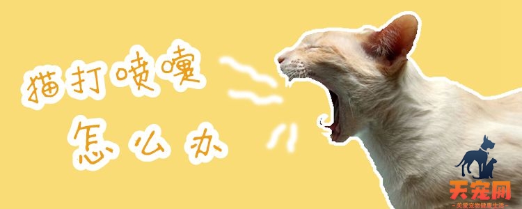 猫打喷嚏怎么办