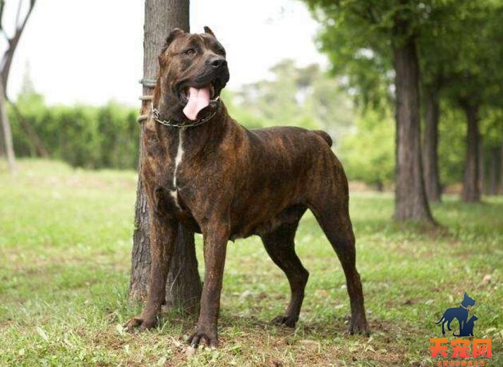 坚守饲养原则才能训练出一条优秀的卡斯罗犬~