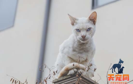 猫咪一天不拉屎正常么