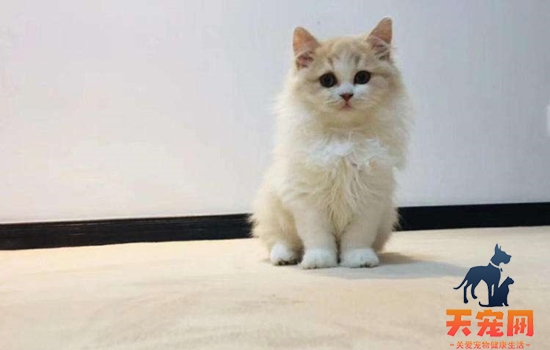 矮脚猫是什么品种 矮脚猫是什么猫