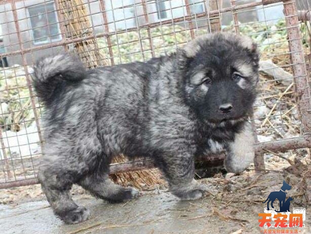 高加索幼犬怎么养，高加索幼犬的正确喂养方法