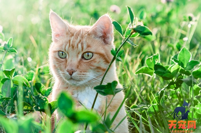 猫洗脸是什么原因