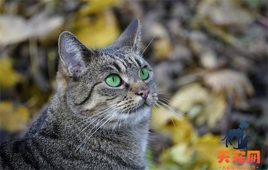 猫带铃铛有什么影响吗