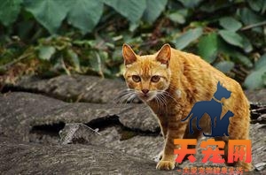 猫有多少品种