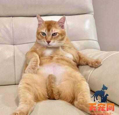 橘猫为什么胖很凶 十只橘猫九只胖