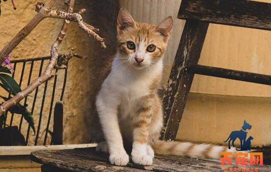 宠物猫会晕车吗 宠物猫会不会晕车倒