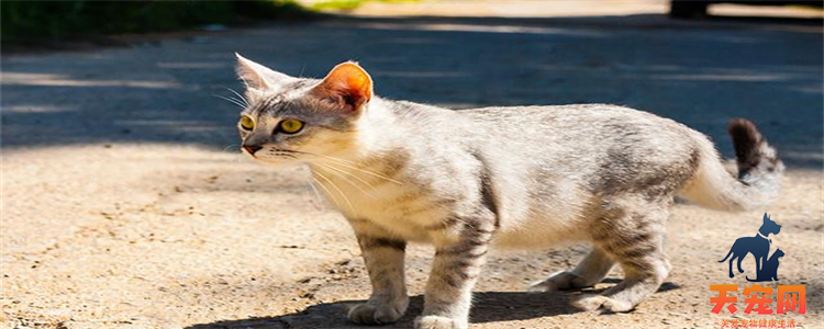 ​猫妈妈会吃掉自己的孩子吗