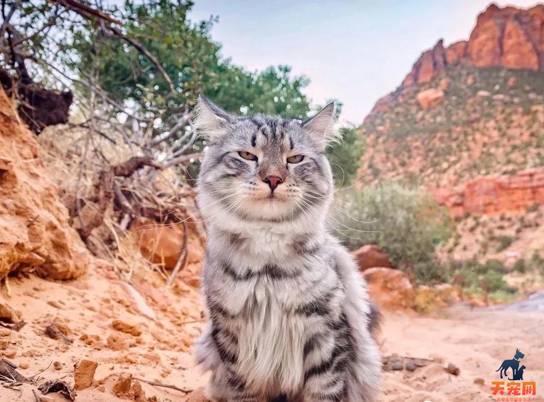 西伯利亚森林猫图片 简直是行走的鸡毛掸子